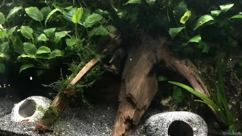 Moorkienwurzeln von Danny (17)