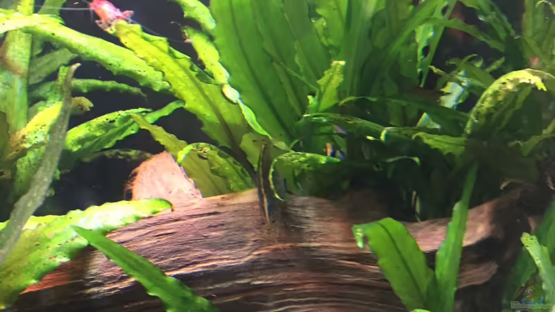 Moorkienwurzeln von Danny (30)