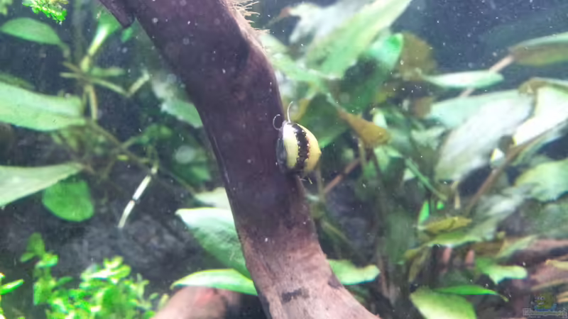 Moorkienwurzeln von feuervogel-82 (20)