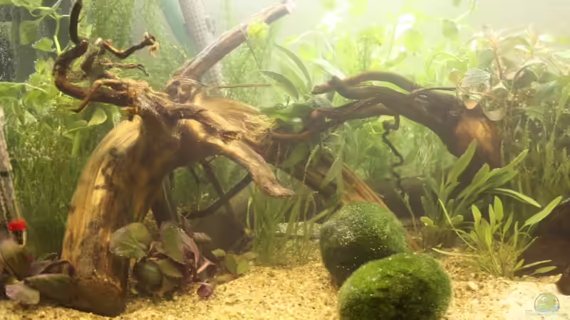 Moorkienwurzeln von Ronny Wagner (4)