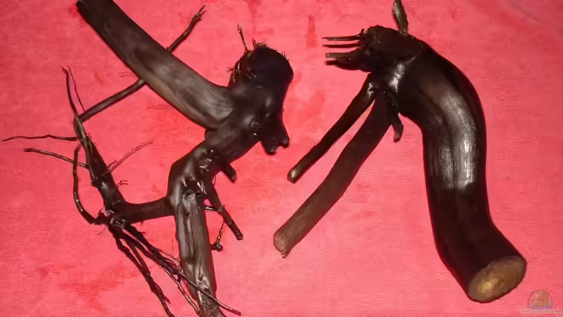 Moorkienwurzeln von *Thorsten* (12)