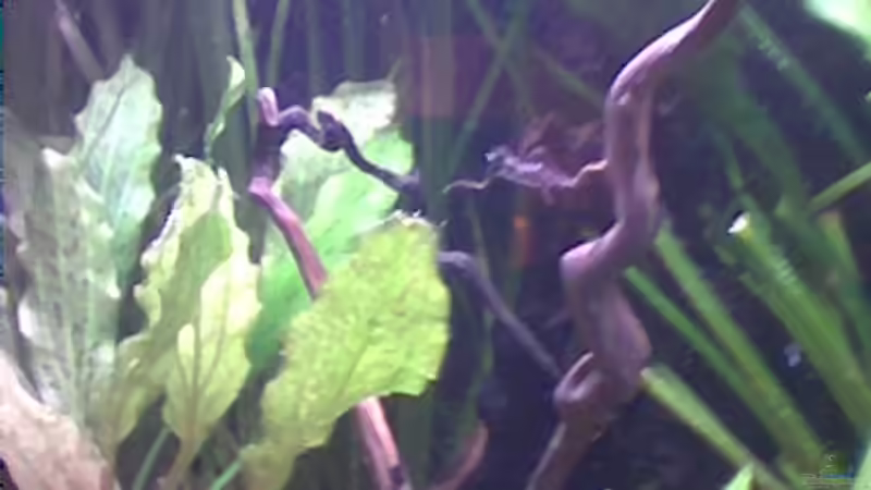 Moorkinholz von Freddy Burghartz (9)