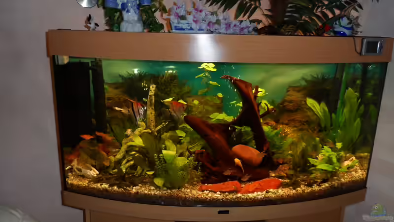 Moorkinwurzeln Steine mit der Zeit noch andere wurzeln Oktober 2012 von S04Peter (16)