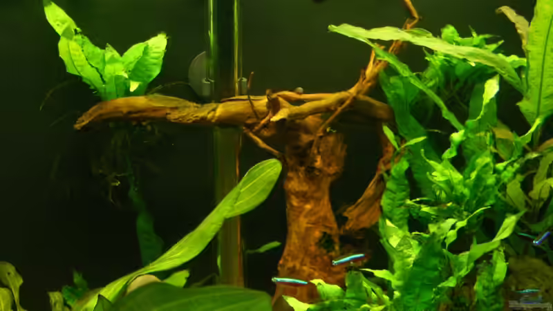 Moorwurzel /Moorkienholz von Alexander Eckel (8)