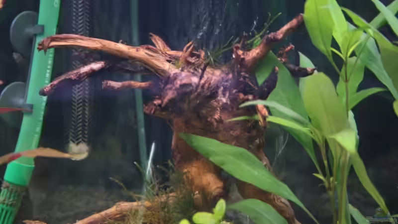 Moorwurzel mit Javamoos von StefanE. (16)