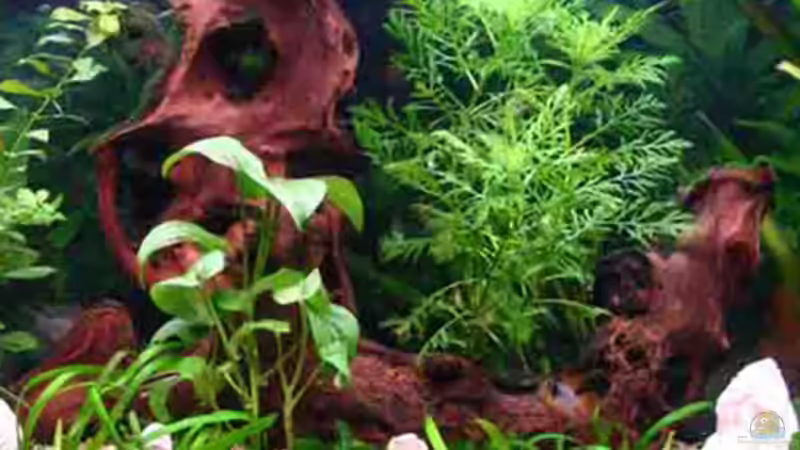 Moorwurzel von &gt;&lt;(((°&gt; Jennyna &lt;°)))&gt;&lt; (9)