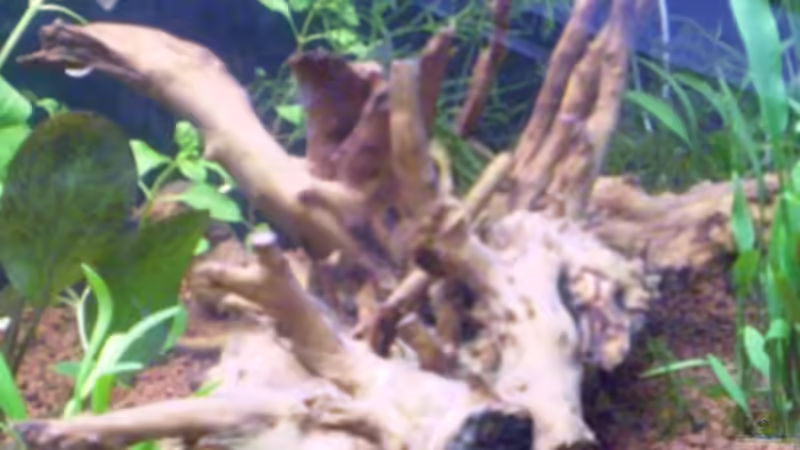 Moorwurzel von Salmlerfreund (5)