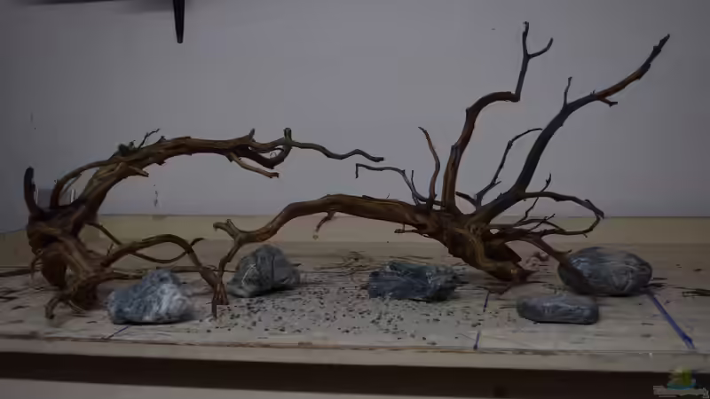 Moorwurzeln und dunkle Kiesel von Junglist (45)