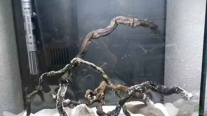 Moorwurzeln von Kuller (3)