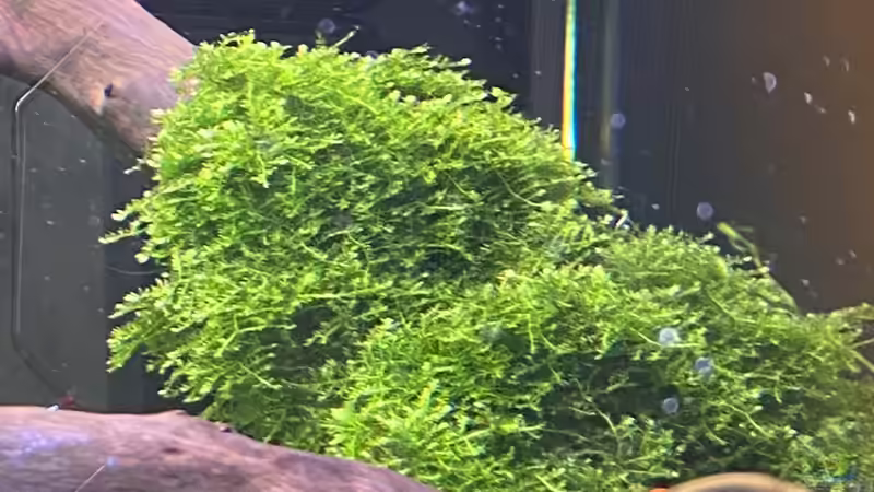 Moos  von Ottche (31)