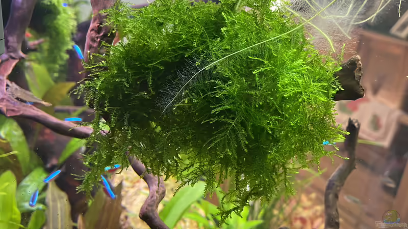 Moos  von Ottche (40)