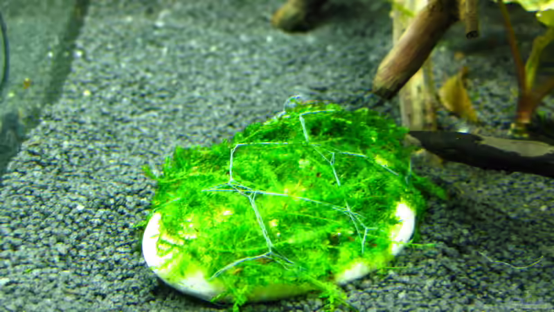 Moos 2 nach dem aufbinden 20.01.2014 von Nanu (22)