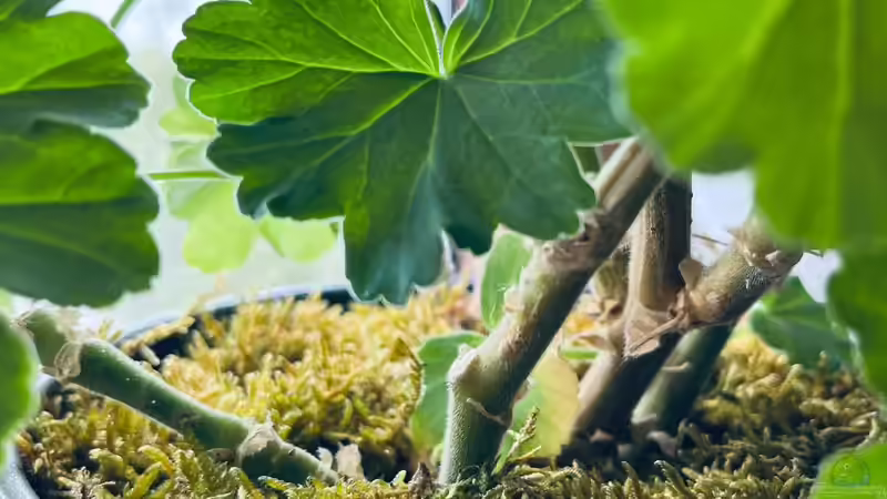 Moos als natürliche Abdeckung für die Erde von Zimmerpflanzen