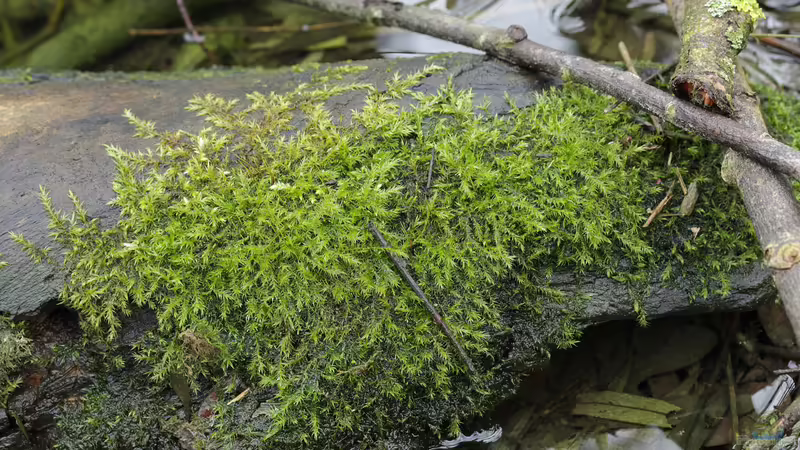 Moos als Teichbepflanzung