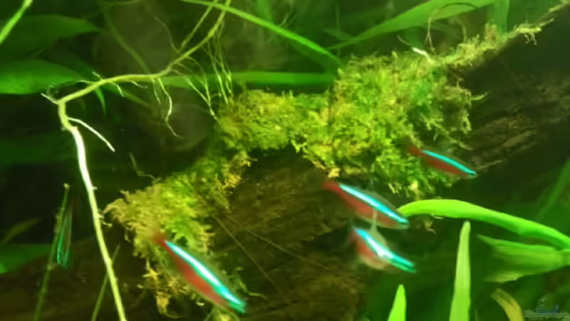 Moos am 1.6.2010 angebacht!  von Wirbellose (16)