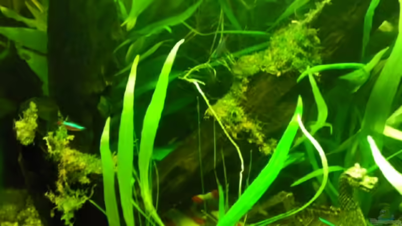 Moos am 1.6.2010 angebacht! von Wirbellose (17)