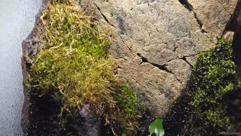 Moos an der Rückwand von aquariumwelt (3)