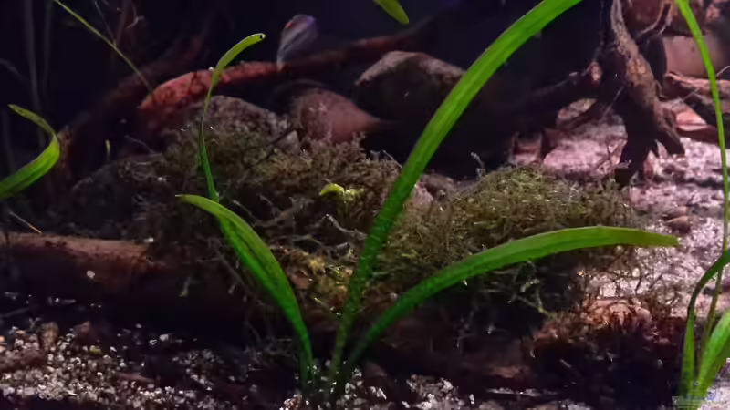 Moos auf Ast gebunden von mikeschchaos (7)