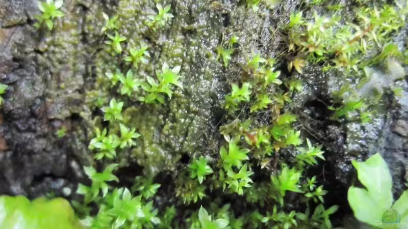 Moos auf der Rinde von cammarus (8)