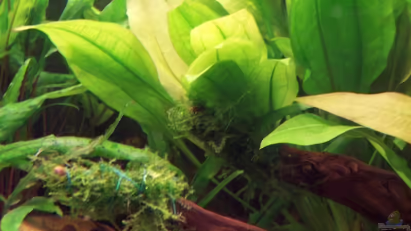 Moos auf Moorkienholz gebunden von BlueColor (6)