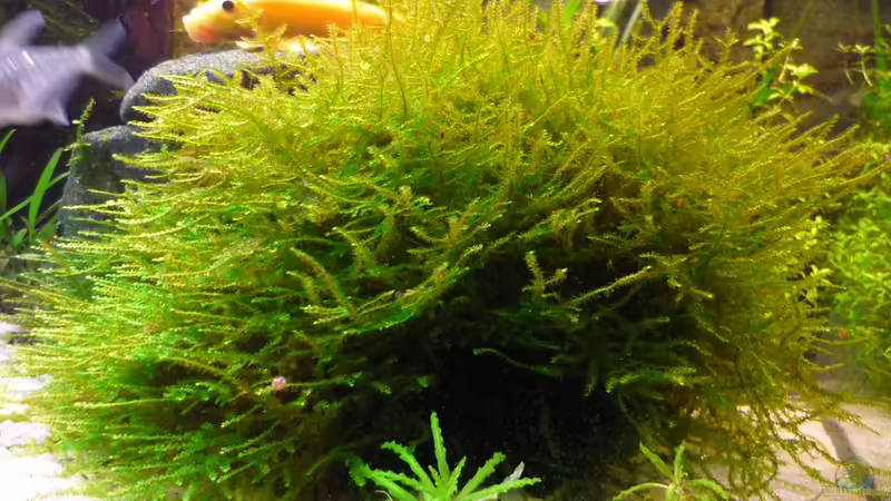 Moos auf Stein gebunden von Christiane Feldmann (20)