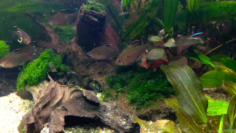 Moos auf Wurzel. von Michel (3)