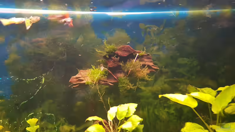 moos auf Wurzel aufgebunden  von Aquarius1988 (26)