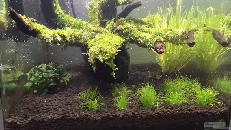 Moos aufgebunden und geklebt von Ayahuasca (14)