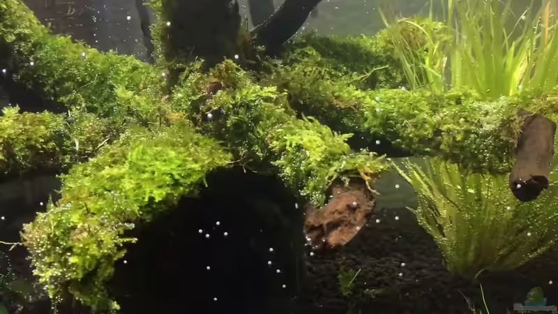 Moos aufgebunden und geklebt von Ayahuasca (15)