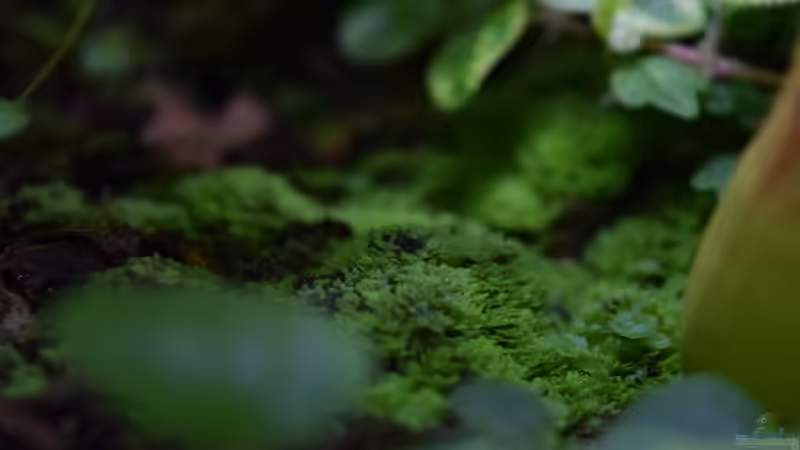 Moos aus Weisstorfplatten von Junglist (27)