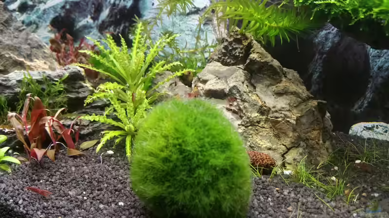 moos ball von Lucky3310 (18)