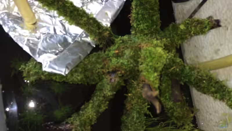 Moos Day 1  von Ayahuasca (132)