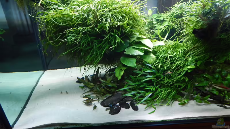 Moos durch Anubias ersetzt von Merotheq (28)
