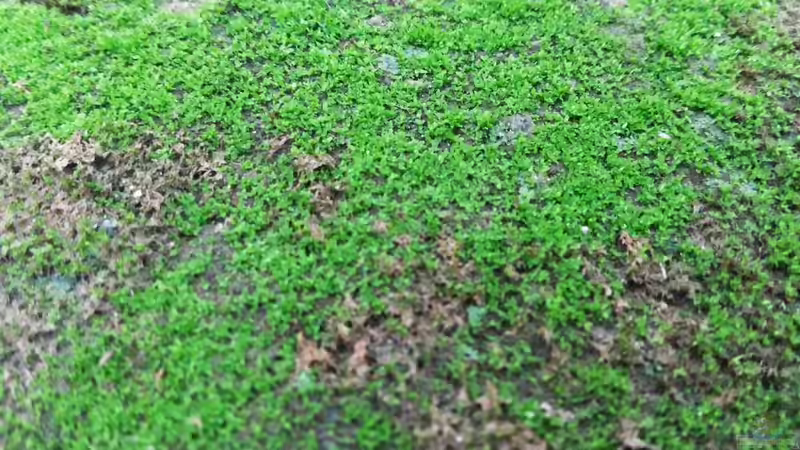 Moos im Frühjahr entfernen: Der umfassende Leitfaden für einen gesunden Gartenboden