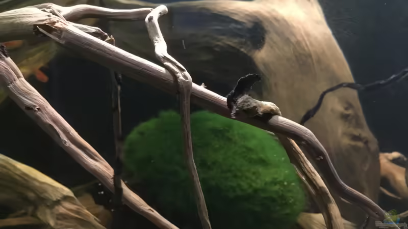 Moos Kugel  von Jemafa (4)