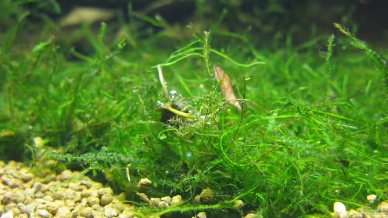 Moos-Matte (Filterschwamm) von gestresster (Sven) (10)