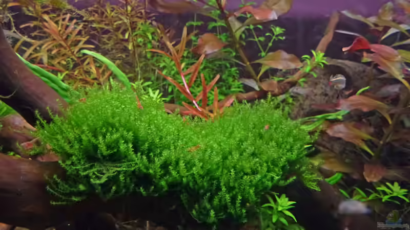 Moos mit Sakura Nachwuchs auf Wurzel von mike1963 (18)