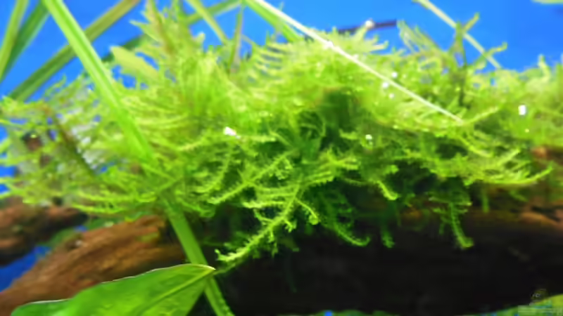 Moos mit Sekundenkleber auf Wurzel aufgeklebt von Bandito76 (5)