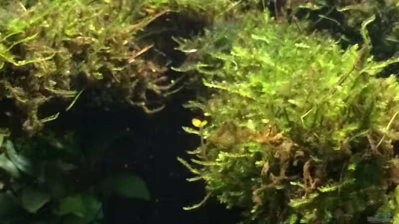 Moos nach 14 Tagen von Ayahuasca (89)