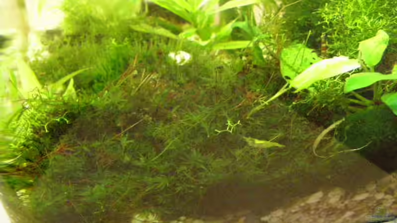 Moos neu eingebracht 16.02.2010 von SeLo (12)