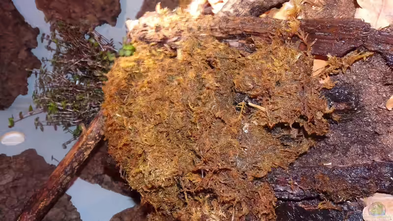 Moos und Golliwog von Cichliden-Kabuff (5)