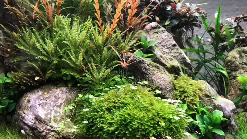 Moos und Pogosremon Helferi von Der Nicky (33)