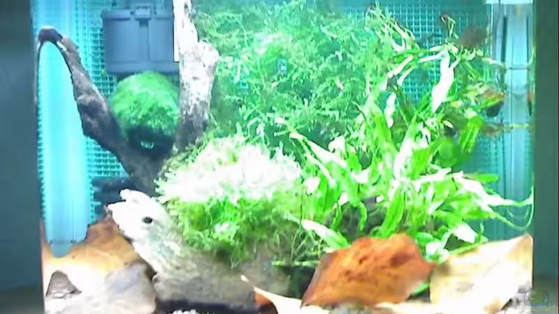 Moos und Wurzeln von Aquadog (11)