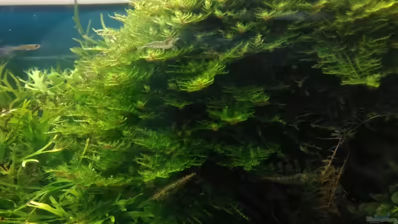 MOOS von Grünhexe (50)