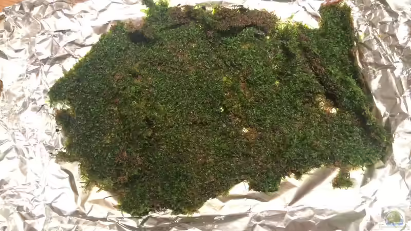 Moos von hawaii (19)