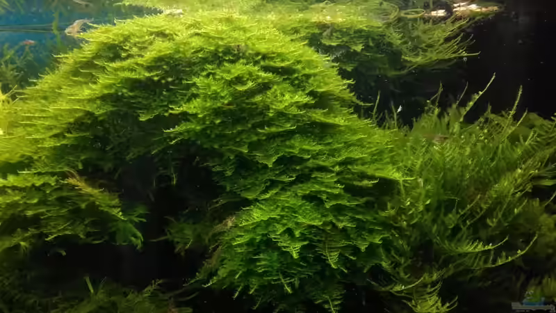 Moos wächst in diesem Becken immer super von Grünhexe (138)