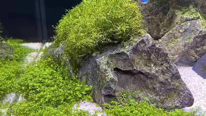 Moos wächst super??? von Dietmar Keßl (14)