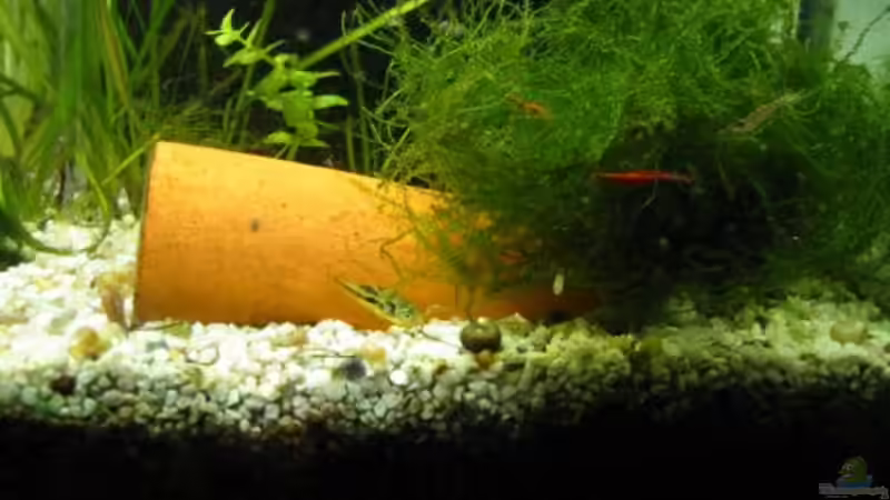 Moos zum ablaichen von Christina Studt (7)