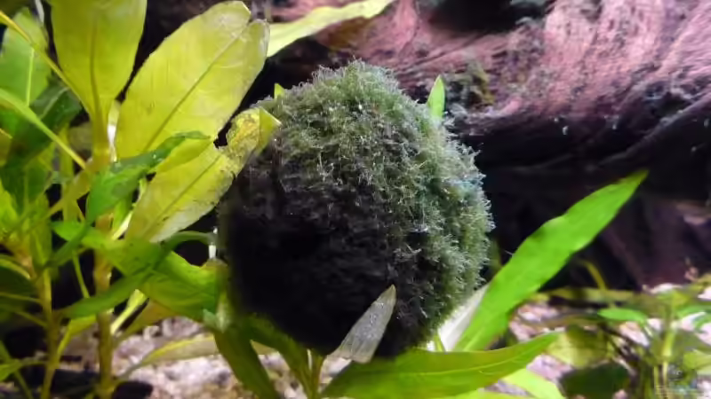 Moosalgen-Ball von Michi 82 (10)