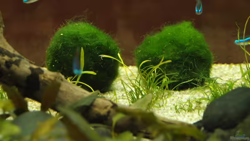 Moosalgenbälle von hinten von rapid (21)